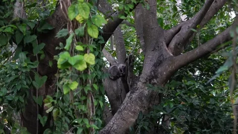 Sunda flying lemur resting on a tree branch 스톡 동영상 330682297