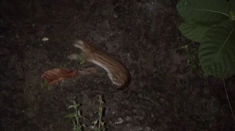 Sunda Leopard Cat run fast up the slope at night in the lowland rainforest Stock Footage 56560313