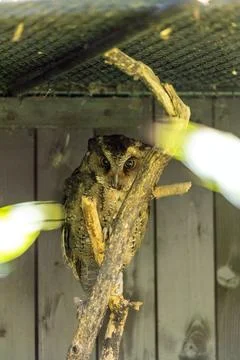 Sunda Scops Owl (Otus lempiji) Outdoors Stock Photos