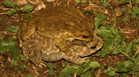 Sunda Toads in Amplexus Stock Footage 64803326