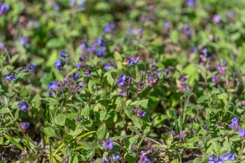 Sundappled patch of edible violets low herbs, heartshaped leaves, soothing co Stockfoto's