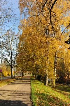 Sundappled pathway through trees, Scattered leaves and gentle breeze create.. Stock Photos