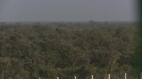 Sundarbans Stock Footage 4438074