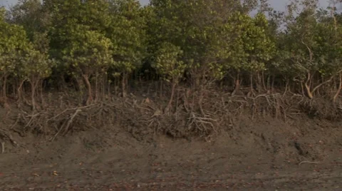 Sundarbans Stock Footage 4481926