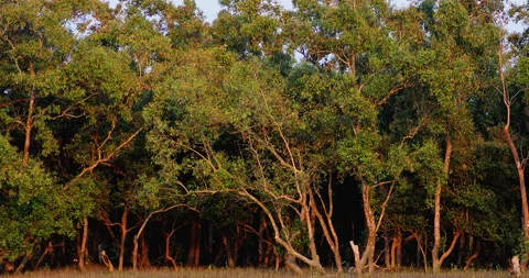 Sundarbans Forest in evening light Stockbeeldmateriaal 238019231