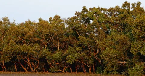 Sundarbans Forest landscape in evening light Stockbeeldmateriaal 238019296
