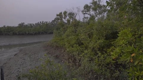 The Sundarbans mangrove forest Stock Footage 145825363