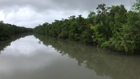 Sundarbans Mangrove Forest Stock Footage 251731695