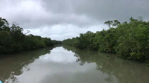 Sundarbans Mangrove Forest Stock Footage 251731706