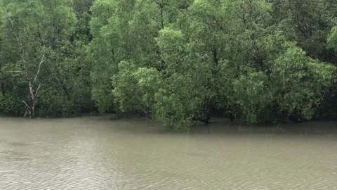 Sundarbans Mangrove Forest Stock Footage 251731946