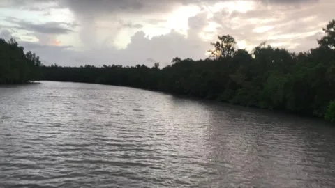 Sundarbans Mangrove Forest Stock Footage 251732124
