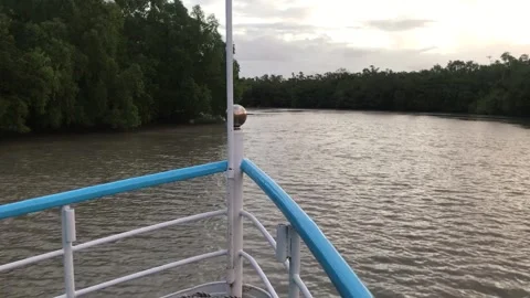 Sundarbans Mangrove Forest Stock Footage 251732149