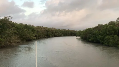 Sundarbans Mangrove Forest Stock Footage 251732162