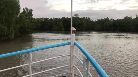 Sundarbans Mangrove Forest Stock Footage 251732196