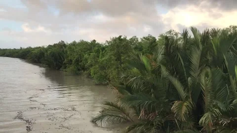 Sundarbans Mangrove Forest Stock Footage 251732437