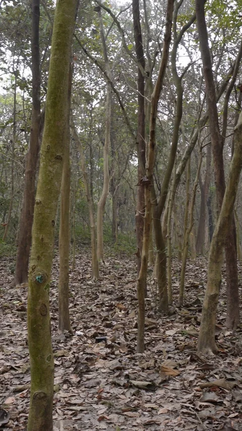 Sundarbans Mangrove Forest Trees Stock Footage 333902458