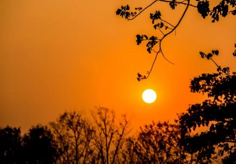 Sundawn with trees Stock Photos