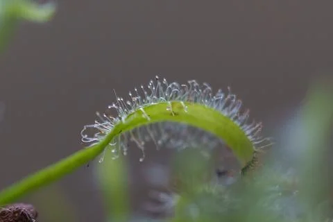 Sundew carnivorous plant tentacles trapping insects macro Stock Photos