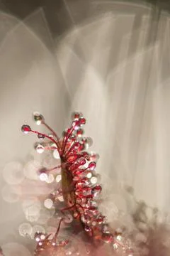 Sundew close up,drosera intermedia Foto stock