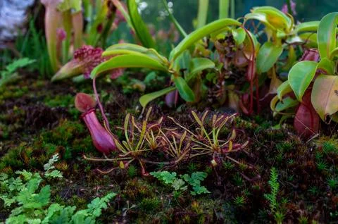 Sundew close-up representative of plant predators Foto stock