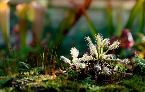 Sundew close-up representative of predator plants, front view Foto stock