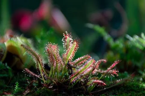 Sundew close-up representative of predator plants, front view Foto stock