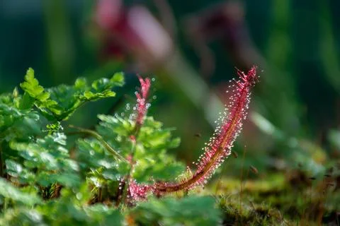 Sundew close-up representative of predator plants, front view Stock Photos