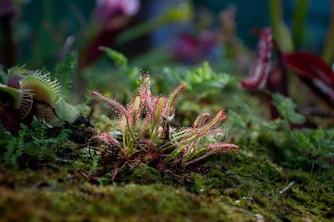 Sundew close-up representative of predator plants, front view Foto stock