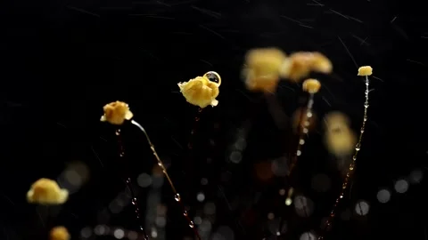 Sundew with dew drops in the rain forest, close up Stock Footage 341840508
