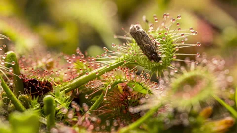 Sundew (Drosera rotundifolia) eats a moth Stock Footage 292632269