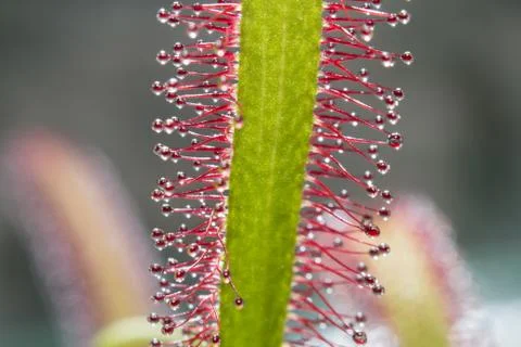 Sundew flower macro Foto stock