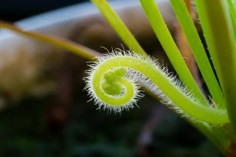 Sundew Flower Macro Foto stock