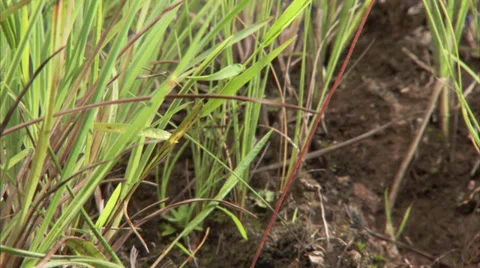Sundew Fly Trap Stock Footage 27344160