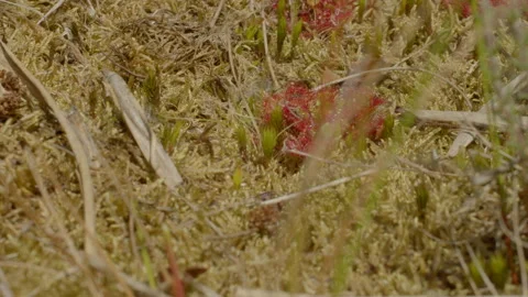 Sundew growing in marshland Video stock 165450421