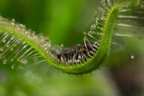 Sundew leaf unfolding Stock Photos