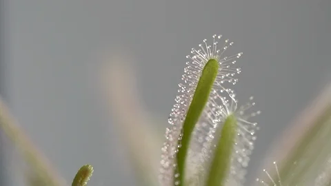 Sundew leafs waving on wind. Macro shot Video stock 105554247