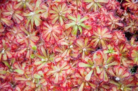 Sundew Stock Photos