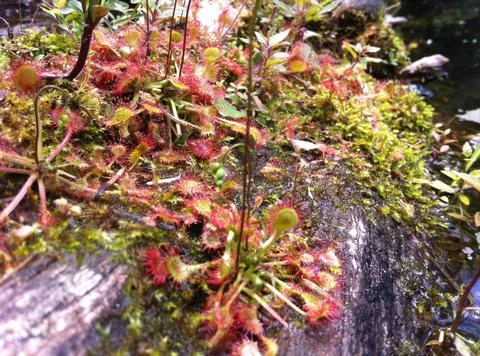 Sundew plant Stock Photos