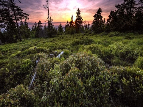 Sundown above forest clearing Stock Footage