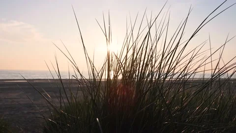 Sundown at the beach with marram grass and sea Stock Footage 218264902