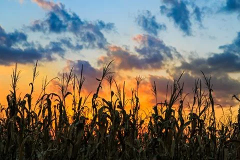 Sundown Cornfield Stock Photos