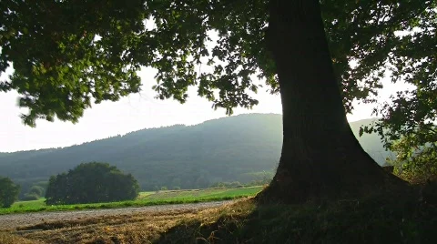 Sundown at edge of forest (time lapse) Stock Footage 521534