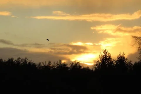 Sundown With Flying Bird 스톡 사진
