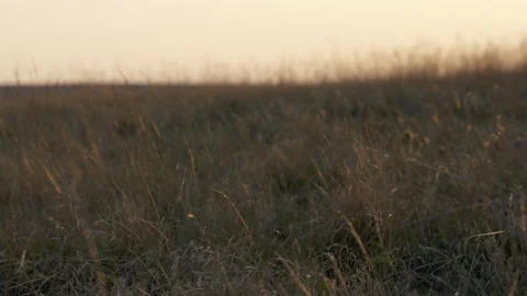 Sundown on a grassy cornfield. 스톡 동영상 151079331