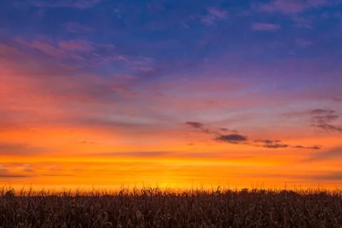 Sundown Maize Stock Photos
