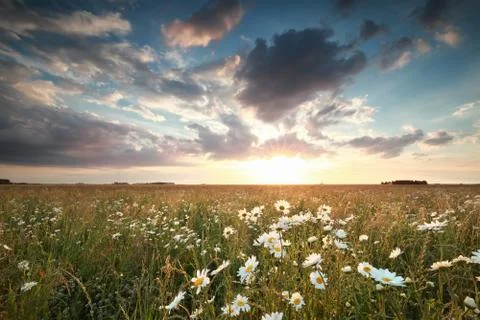 Sundown over chamomile field Stock Photos