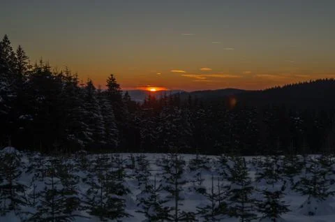 Sundown over a pine tree plantation Stock Photos