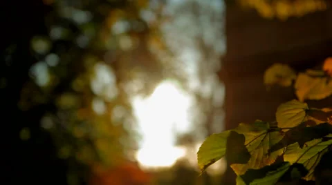 Sundown in the park Stock Footage 41437416