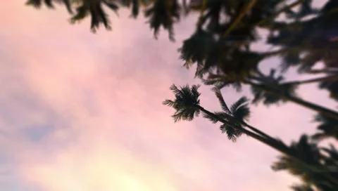 Sundown sky with tropical palm tree forest seen from below 스톡 일러스트