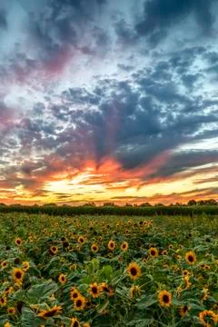 Sundown Sunflowers Stock Photos